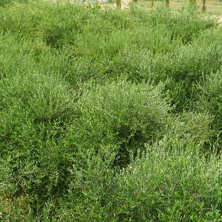 Casacchella San Nico