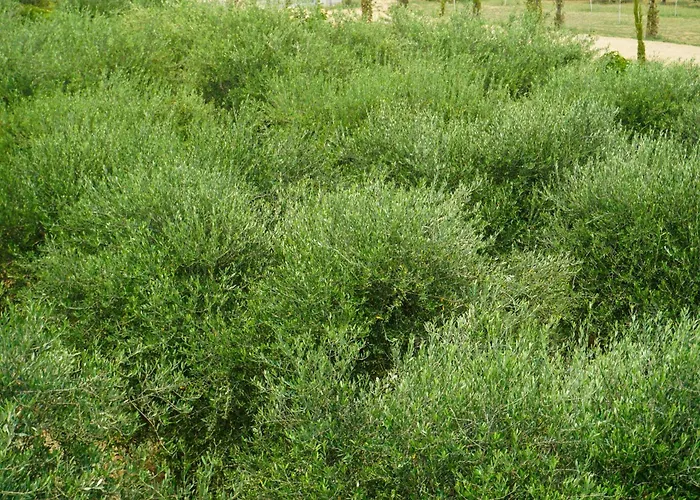 Casacchella San Nico